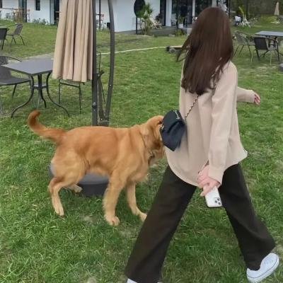 摇尾狗